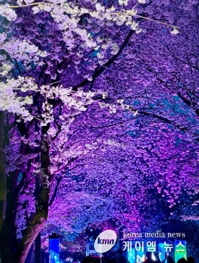 김포시와 김포문화재단은 11일과 12일, 2026 김포벚꽃축제 ‘오롯이 벚꽃’을 개최했다.