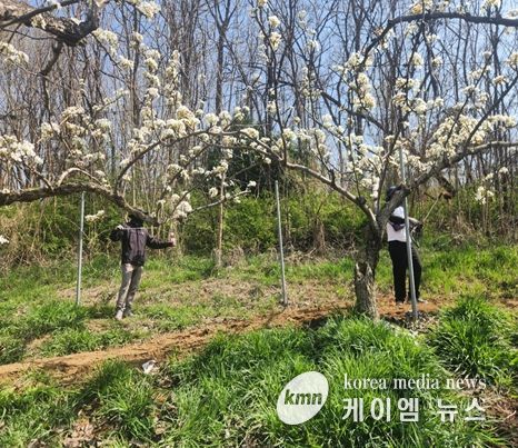 영농철 맞아‘배 인공수분’ 일손돕기