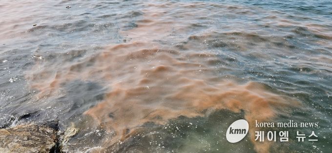 안산 시화나래휴게소 인근 야광충 집적 현황