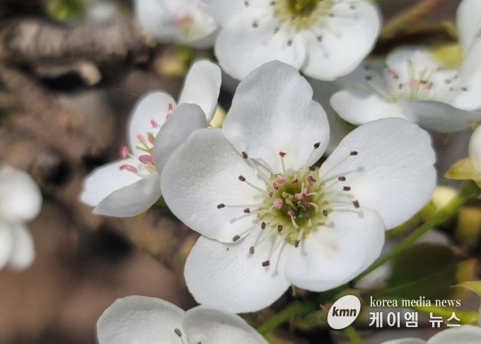 고양시, 이상저온 피해 과수농가 사후관리 기술지도 강화