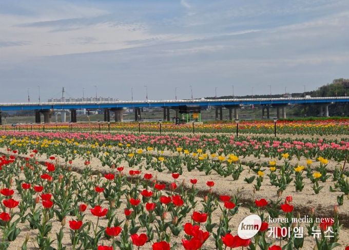 여주시민공원 아름다운 튤립, 주말 만개 기대