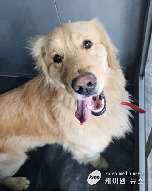 안성시, 유기동물 임시보호 및 긴급치료 지원사업 추진